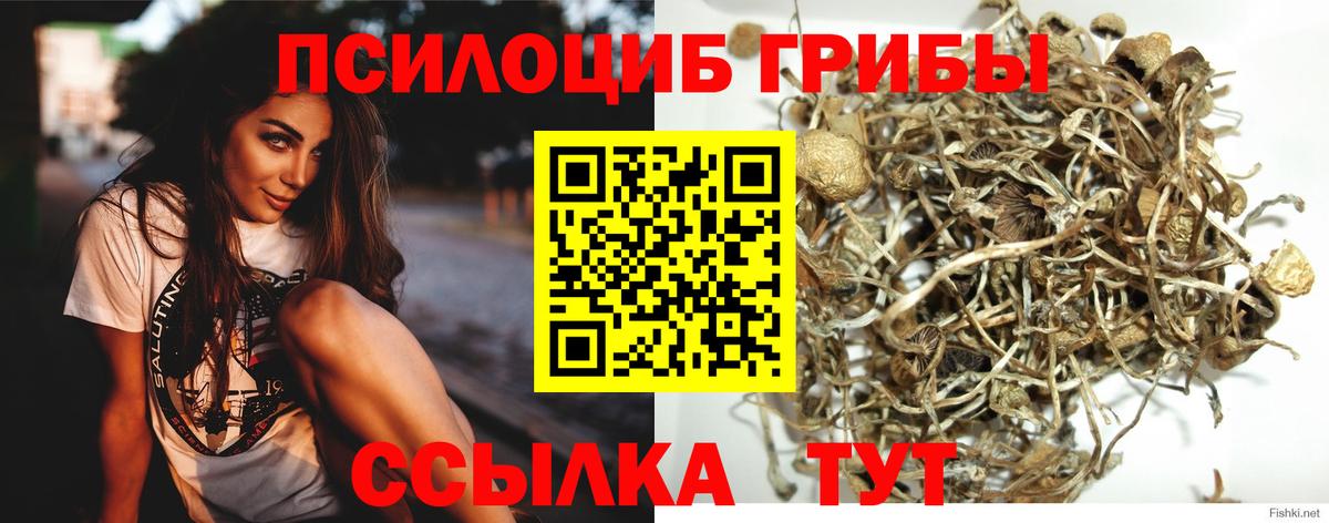 Псилоцибиновые грибы GOLDEN TEACHER Северск