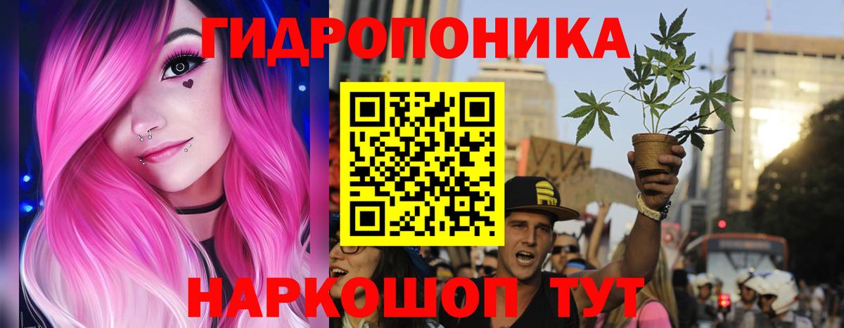 Марихуана сатива Северск